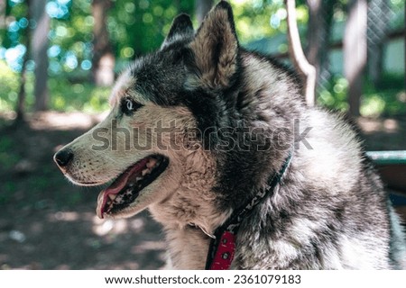Beautiful Husky dog ​​on the background of the street