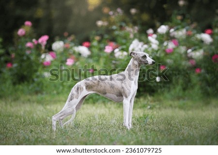 Aristocratic breed - whippet dog conformation show portrait. High quality photo