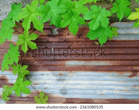 The green color from the leaves growing on old zinc is pleasing to the eye. It's like creating a picture frame that's inviting to look at.