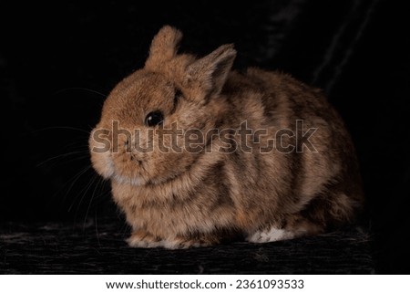 Cute rabbit shoot on studio black background .