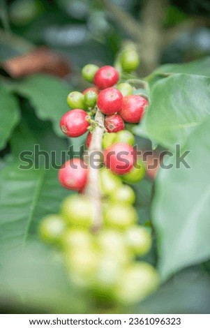 Coffe plants beans and farms