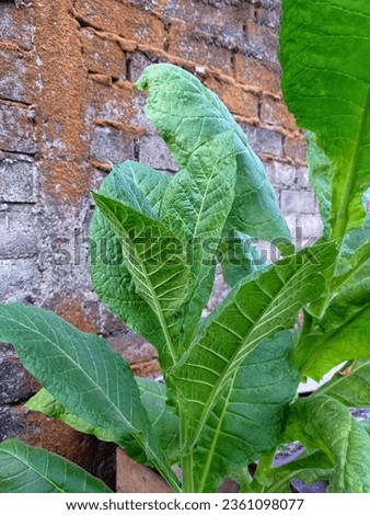 Close up fresh green tobacco leaves. 