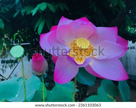 A shower is on the left of the picture, a lotus bud is in the center, a blooming lotus is on the right of the picture.
