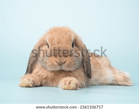 Front view of orange cute baby holland lop rabbit lie down on green pastel background. Lovely action of young rabbit. Royalty-Free Stock Photo #2361106717
