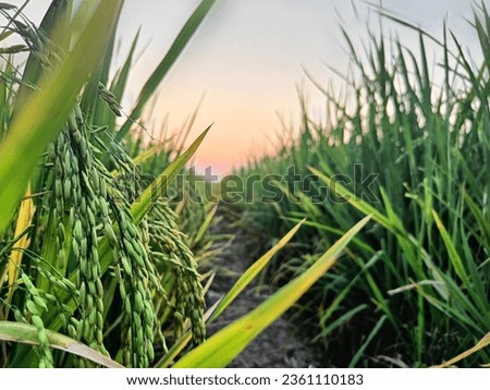 view of the sunset over a stretch of green rice fields. beautiful sunset view