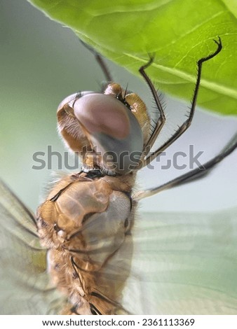 Macro view of a dragonfly's head with blurry background