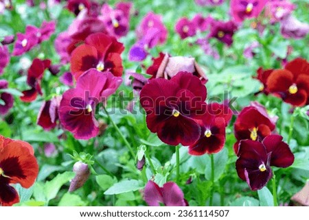 Beautiful red viola flowers latin name - Viola wittrockiana in the violet family Violaceae. Royalty-Free Stock Photo #2361114507
