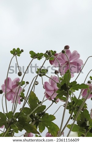 Pink flowers and green foliage of Anenome japonica against a white sky Royalty-Free Stock Photo #2361116609