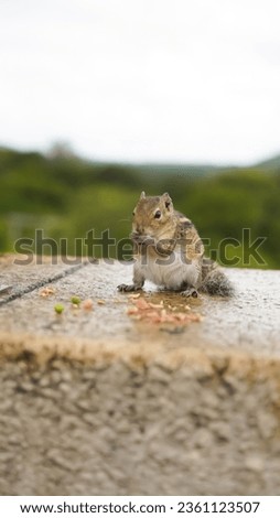 very  small squirrel eating food with his two hands