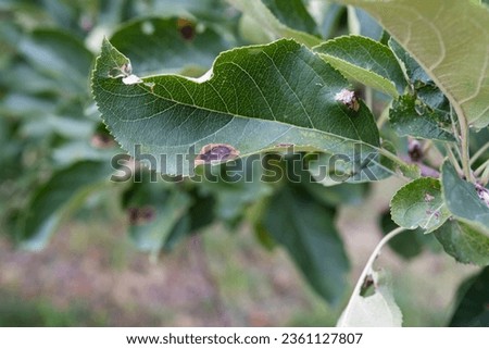 Apple tree leaves affected by scab. Problem leaves on an infected tree in the garden. Royalty-Free Stock Photo #2361127807