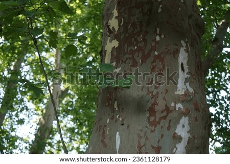 Platanus hispanica grows in the park in July. Platanus acerifolia, Platanus hispanica, hybrid plane, London plane or London planetree is a tree in the genus Platanus. Potsdam, Germany  Royalty-Free Stock Photo #2361128179