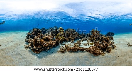 Underwater panorama 360 of coral reef on the red sea under water ocean landscape with colorful tropical fish marine life