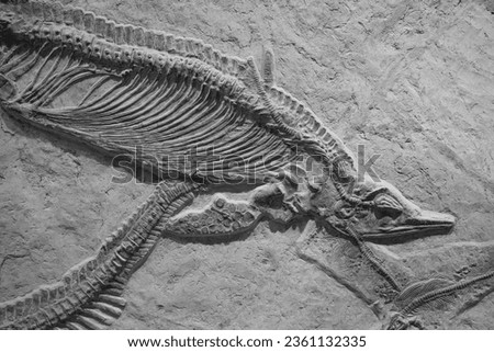 dinosaur skeleton fossil horizontal composition Royalty-Free Stock Photo #2361132335