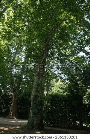Platanus hispanica grows in the park in July. Platanus acerifolia, Platanus hispanica, hybrid plane, London plane or London planetree is a tree in the genus Platanus. Potsdam, Germany  Royalty-Free Stock Photo #2361133281