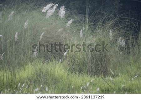 white flowers in the open field named kashful