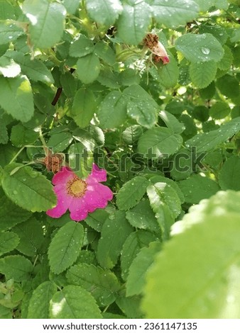 Rosehip flower blooming in the garden. Bright pink rosehip flower.