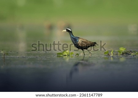      'Searching Food'
  Bronze winged Jacana finding food in its own territory.