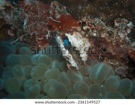 Red Sea's hidden treasures: Tiny gobi find refuge inside bivalve shells amidst a vibrant artificial reef. A unique underwater spectacle.