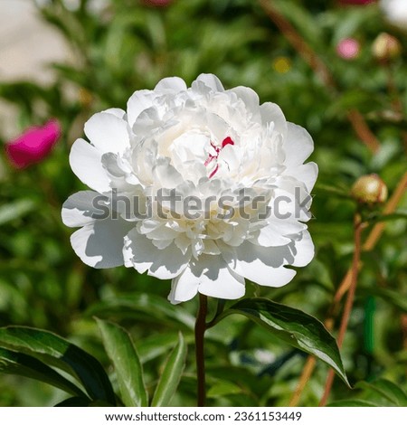 A beautiful white peony with a red center close up