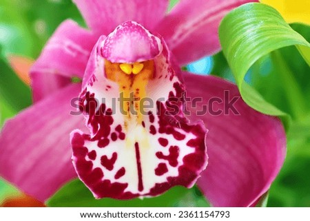 Pink and purple orchid. Close up view Royalty-Free Stock Photo #2361154793