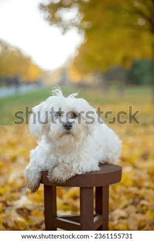 Maltese white dog in autumn park on a sunny day, autumntime