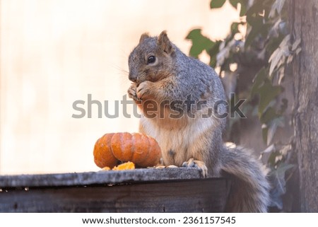 Squirrel enjoying a gourd after halloween
