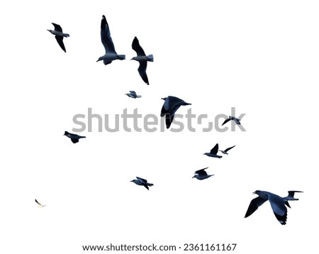 Many birds flying on sky isolated on white background.  Royalty-Free Stock Photo #2361161167