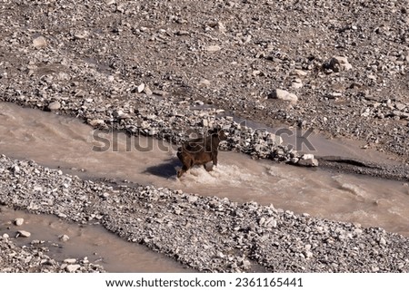 A cow crosses a fast river with difficulty in the mountains. Azerbaijan.