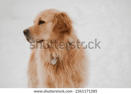 Close up of Purebred Golden Retriever in the snow, standing running, looking.