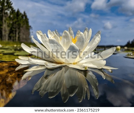 Beautiful close up picture of a water Lilly in DeLand Florida on a sunny day and blue sky