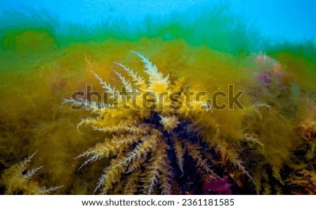 Black Sea, Hydroids Obelia, (coelenterates), Macrophytes Red and Green algae Royalty-Free Stock Photo #2361181585