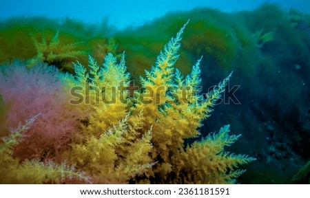 Black Sea, Hydroids Obelia, (coelenterates), Macrophytes Red and Green algae Royalty-Free Stock Photo #2361181591