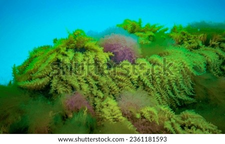 Black Sea, Hydroids Obelia, (coelenterates), Macrophytes Red and Green algae Royalty-Free Stock Photo #2361181593