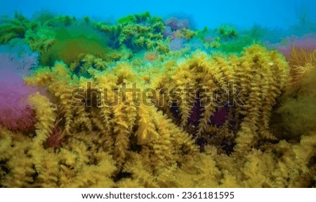Black Sea, Hydroids Obelia, (coelenterates), Macrophytes Red and Green algae Royalty-Free Stock Photo #2361181595