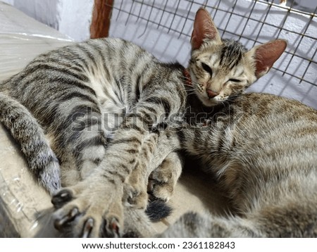 INDIAN LOCAL BILLI INDIE CAT KITTEN ADOPTED CUTE LITTLE FUR BABY DOMESTICATED HOMIE FAMILY PET TABBY PAW LOVE SENTIENT BEING ALL LIVES MATTER Royalty-Free Stock Photo #2361182843