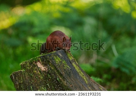 red squirrel on a tree stump ready to Jump