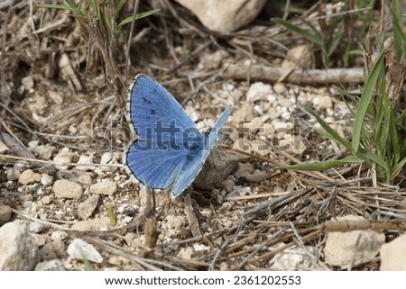 Polyommatus icarus butterfly with open wings showing its intense blue Royalty-Free Stock Photo #2361202553