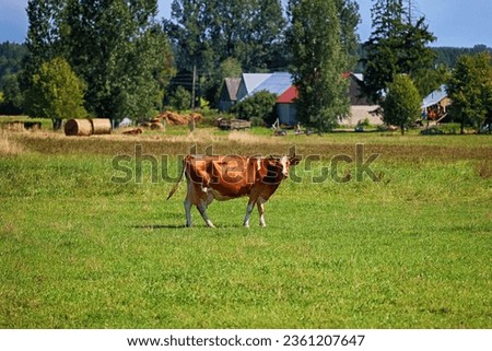 Dairy cow. A beautiful landscape with a view of the pasture and grazing cows