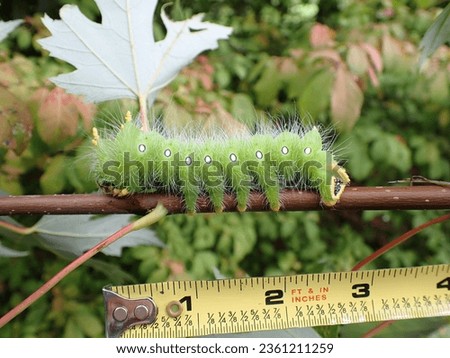 Closeup of a Large Imperial Moth Caterpillar Larvae on a Maple Tree Branch, Giant Bright Green Caterpillar, Eacles Imperialis, Next to Ruler Measuring Tape with blurred green and brown background