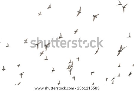 a flock of birds in a white sky