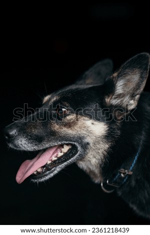 Portrait of a mongrel dog, on black background