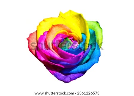 a macro closeup of a beautiful fresh rainbow colored red yellow orange blue purple green rose flowers with dew drops, a perfect gift for saint valentine's day isolated on white peace love