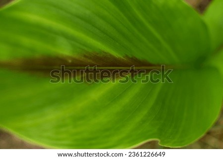 Green leaf background abstract.(Selective focus)
