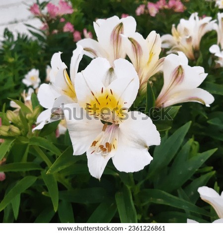 Alstroemeria aurea, commonly called the Peruvian lily or lily of the Incas, is a genus of flowering tuberous perennial plants in the family Alstroemeriaceae native to South America.White peruvian lily