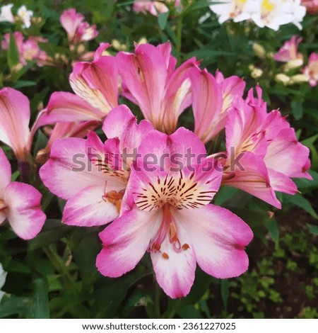 Alstroemeria aurea, commonly called the Peruvian lily or lily of the Incas, is a genus of flowering tuberous perennial plants in the family Alstroemeriaceae native to South America.Pink peruvian lily