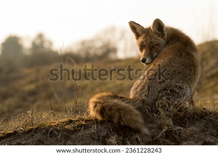 Red Fox Sitting in A Natural Background in A National Park