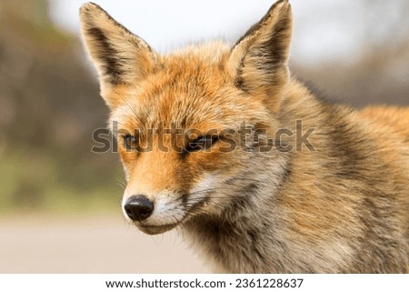 Beautiful Red Fox Face Close Up in A National Park