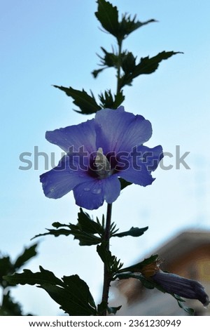 Beautiful blue roses of sharon, hibiscus syriacus. A very tall plant.  Summer time. Closeup shot.