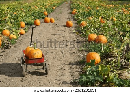 pumpkins on the cart in the field in autumn harvest season             
