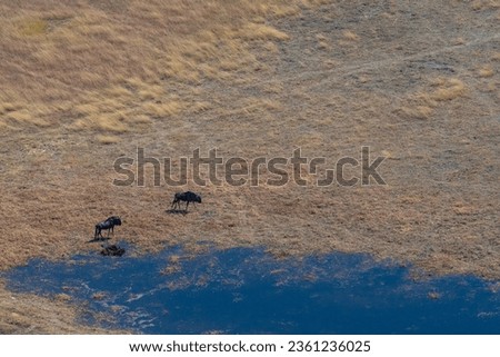 Blue wildebeest (Connochaetes taurinus) Okavango Delta or Okavango Grassland, Botswana